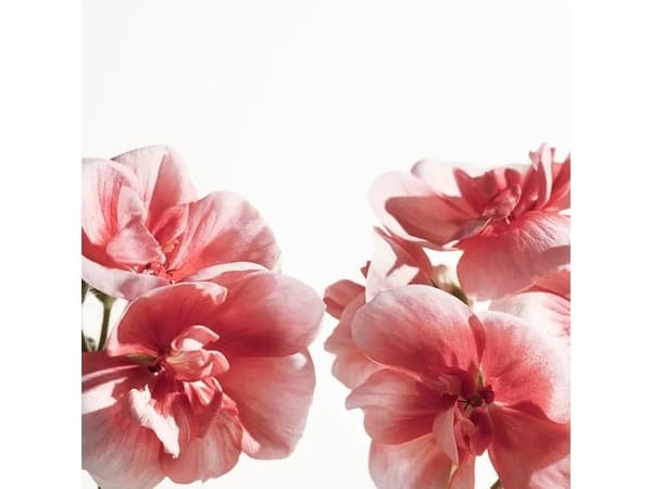 Burberry My Burberry Blush EDP W 50 ml