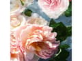 Miniatyrbilde 3 av 5: Guerlain Aqua Allegoria Red Rose EDT spray 125ml