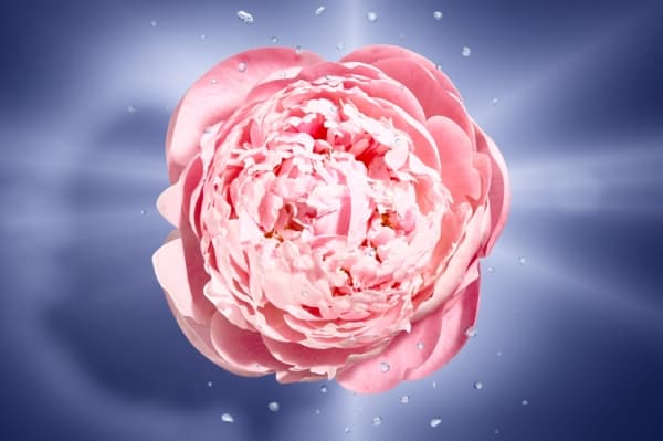 Lancome La Vie Est Belle En Rose EDT 100ml