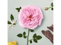 Miniatyrbild 5 av 5: Chloe Naturelle EDP 50ml