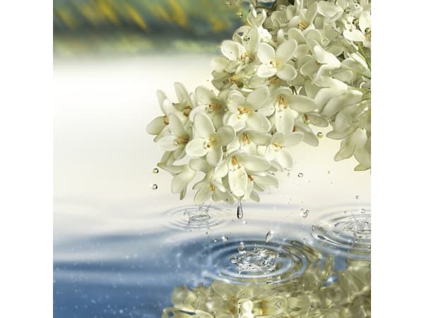 Estee Lauder Estee Lauder, Paradise Moon, Eau De Parfum, For Women, 100 ml For Women
