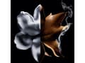 Pikkukuva 3 / 5: Givenchy Givenchy L'Interdit Absolu Intense EDP 50ml