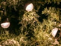 Miniatyrbilde 6 av 7: Tracer 46970 Outdoor Light String IP65 230V 15 Bulbs 45W