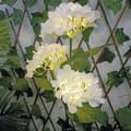 Miniatyrbilde 2 av 3: Solcelleblomst LED 3000K - Hortensia