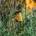 Miniatyrbillede 3 af 5: Gulvlampe Lumisky ARROSY Kobber Metal