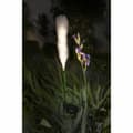 Miniatyrbilde 1 av 3: Solcellelampe Galix G4515
