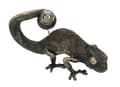Miniatyrbillede 7 af 10: FURNLUX BORDLAMPE FIRBEN SORT 38CM