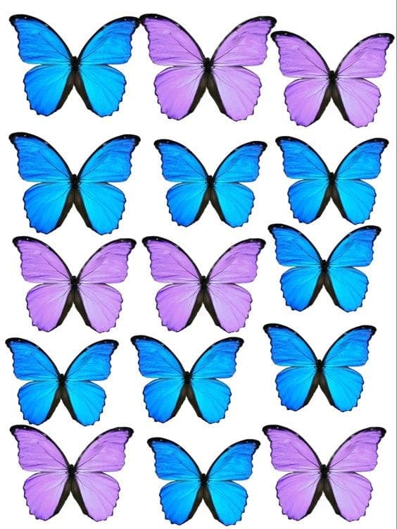 Kagevaffel BUTTERFLIES BUTTERFLIES mix wz6