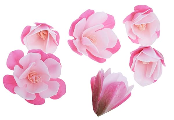 MAGNOLIA wafer rosa blommor 6 st XL för att dekorera tårtor och bakverk