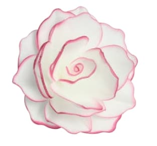 XXL Ätbar ros Pastellarosa Finesse-räsblommor 12,5 cm