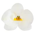 Miniatyrbillede 1 af 2: Vaffelorkidé Hvid 10 stk. blomster