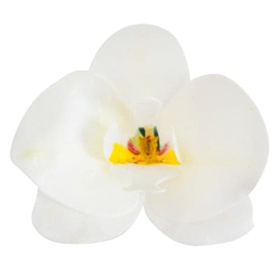 Vaffelorkidé Hvid 10 stk. blomster