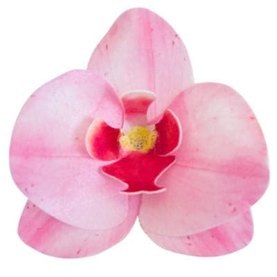 Vaffelorkidé Pink 10 stk. Blomst