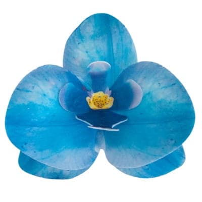 Vaffelorkidé Blå 10 stk. Blomst