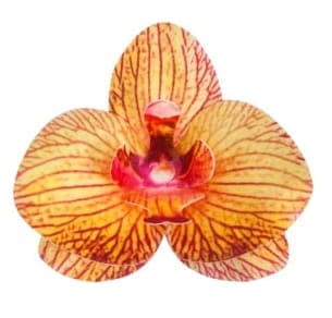 Tevaffelorkidé 10 st Blommor