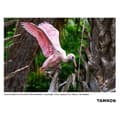 Miniatyrbild 3 av 3: Tamron för hybrid zoomobjektiv 50-300 mm f/4.5-6.3 di III vxd kompatibel med Sony FE