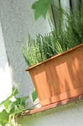 Miniatyrbillede 2 af 2: Terrakotta balkonkasse Agro 40 cm