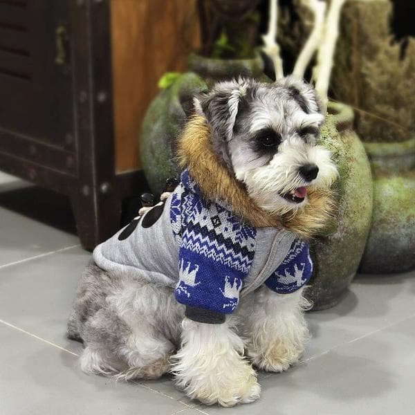 Vinterjacka med Oxhornsknappar för hunden Hundkläder