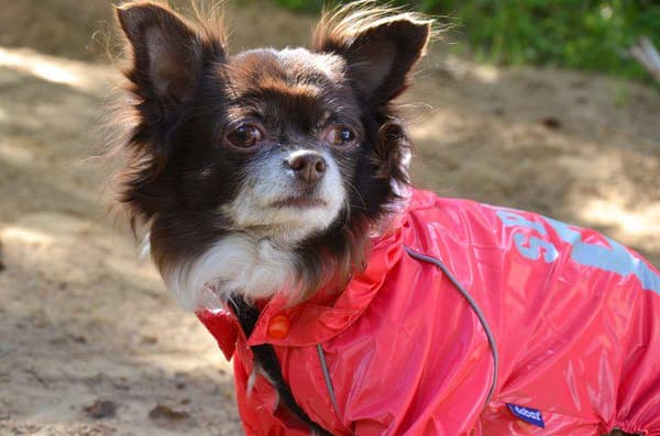 Regnoverall 89 Hundregnoverall för hunden