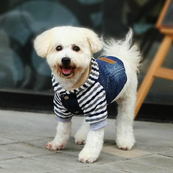 Jeansjacka med Hoodie Hundkläder för hunden