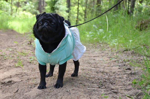 HundKlänning i sammet Hundtröja Hundkläder