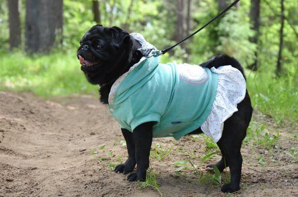 HundKlänning i sammet Hundtröja Hundkläder