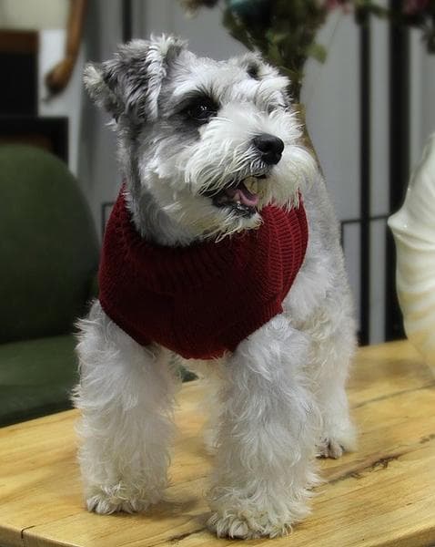 HundTröja med klassiskt stickat mönster Sweater