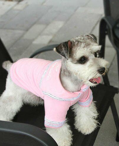 Rosa seglartröja Hundtröja