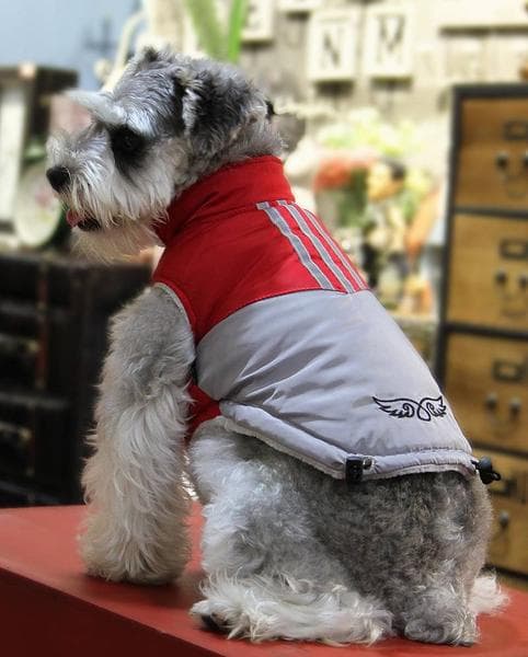 Fodrad Röd Grå HundJacka med detaljer Hundkläder Hundtäcke