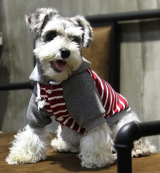 HundHoodie fodrad röd Hundtröja Hundkläder