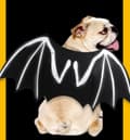 Pikkukuva 3 / 5: INF Halloween-asu Batman koiralle/kissalle (koko L)