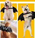 Pikkukuva 4 / 5: INF Halloween-asu Batman koiralle/kissalle (koko L)