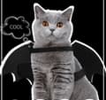 Pikkukuva 2 / 5: INF Halloween-asu Batman koiralle/kissalle (koko L)