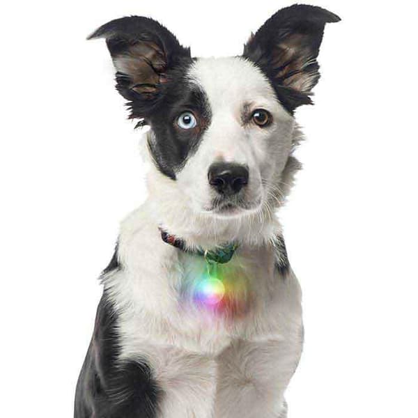 NITE IZE SPOTLIT LED CARBINER, mini led för hundhalsband, led för nyckelring
