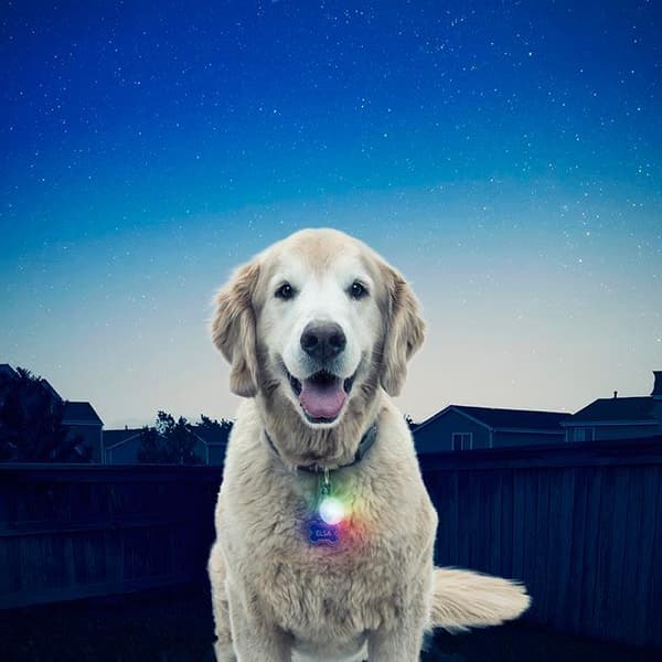 NITE IZE SPOTLIT LED CARBINER, mini led för hundhalsband, led för nyckelring
