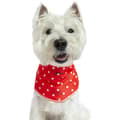 Miniatyrbilde 5 av 5: Joules Hello Polka Dot Dog Scarf