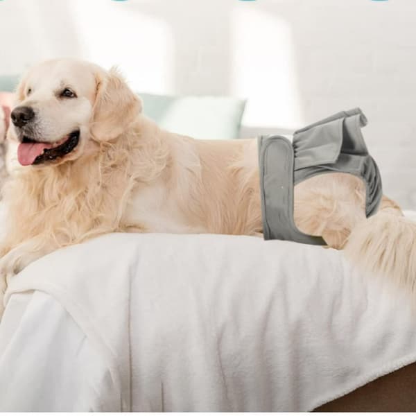 INF Vandtæt hunhundeble, hundebukser, hygiejnebukser, menstruationsundertøjsbukser