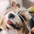 Miniatyrbild 5 av 9: Professionell hundtrimsax för pälsvård