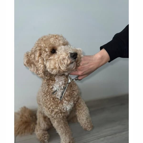 Professionell hundtrimsax för pälsvård