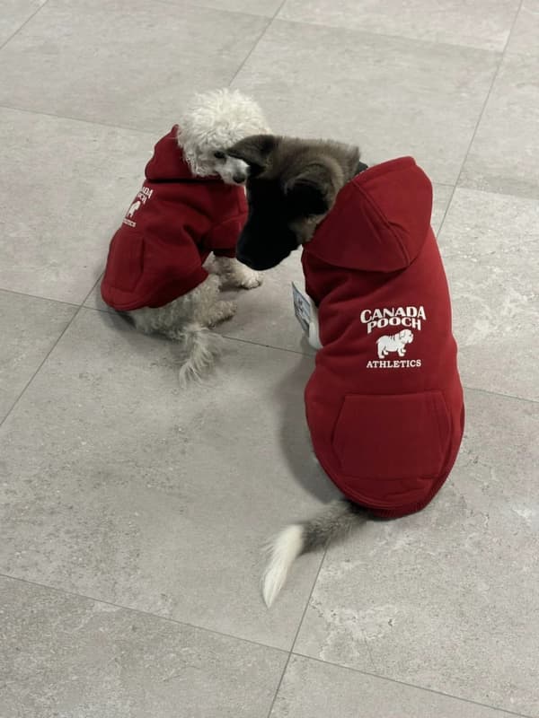 Canada Pooch Cozy Caribou Hoodie Röd, Hundtäcke, Hundjacka, hundtröja, Hundkläder.