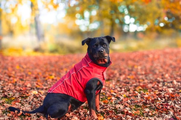 GO FRESH PET VÄNDBAR REGNJACKA SCARLET RED, Hundtäcke, Hundjacka, hundtröja, Hundkläder.