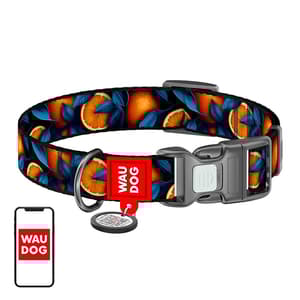 Waudog "Oranges" nylon hundehalsbånd med QR-kode, størrelse XL