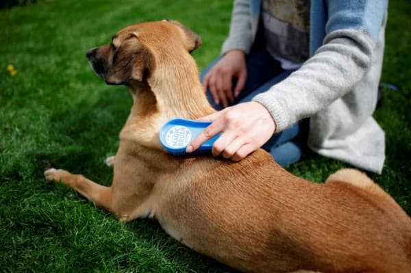 KERBL MagicBrush Dog Brush Blue Sky