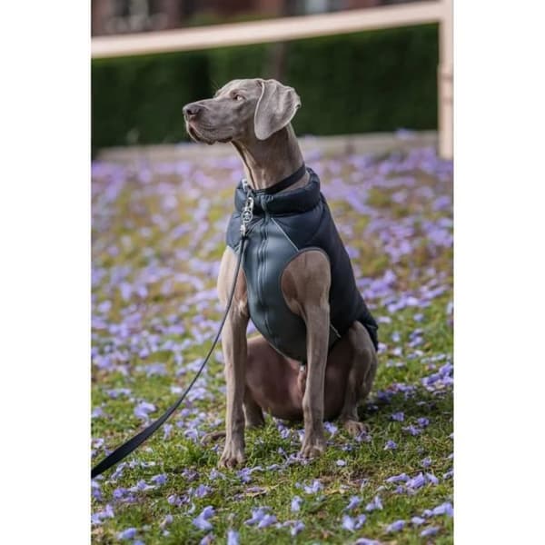 Vändbar jacka - Red Dingo - 50 cm - Svart och grå - Vattentålig - Neopren och fleece
