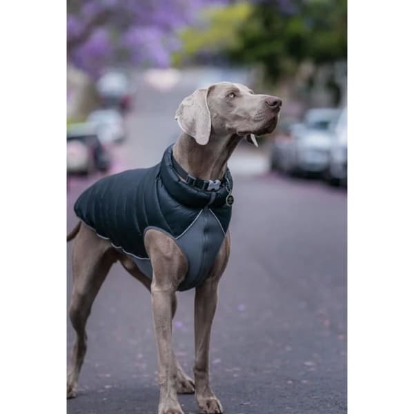 Vändbar hundjacka - Red Dingo - 45 cm - Vattentät - Svart och grå - Neopren och fleece