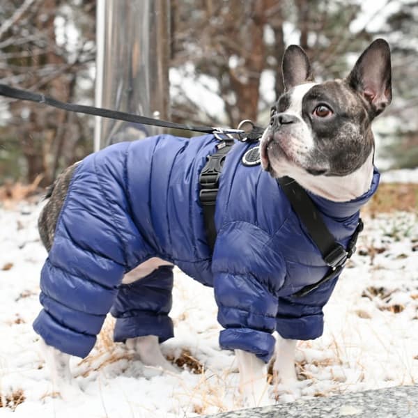 PUPPIA Ultralätt vinterdräkt marinblå Välj storlek: XL