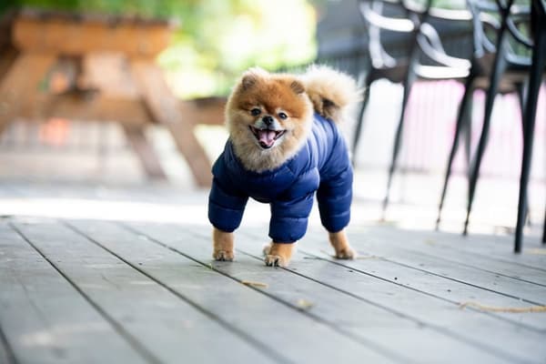 PUPPIA Ultralätt vinterdräkt marinblå Välj storlek: XL