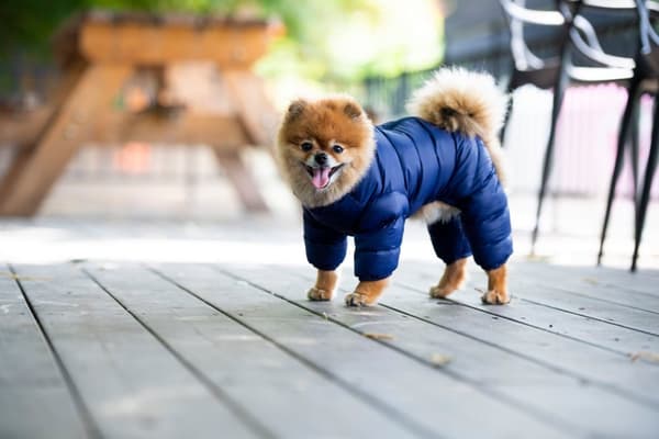 PUPPIA Ultralätt vinterdräkt marinblå Välj storlek: XL