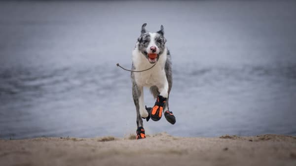 Long Distance TrueLove Hunde Vandresko Lime 2 stk. Vælg størrelse: 6