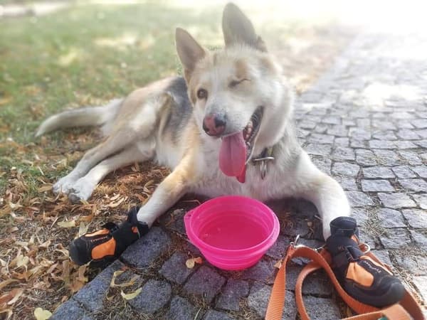 Long Distance TrueLove Hunde Vandresko Orange 2 stk. Vælg størrelse: 6